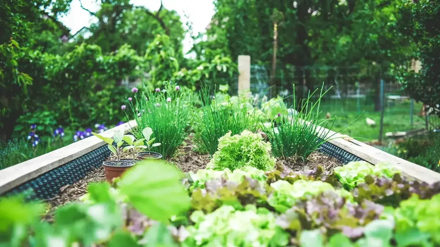 A raised vegetable bed with lettuce, herbs, and flowering chives growing together.