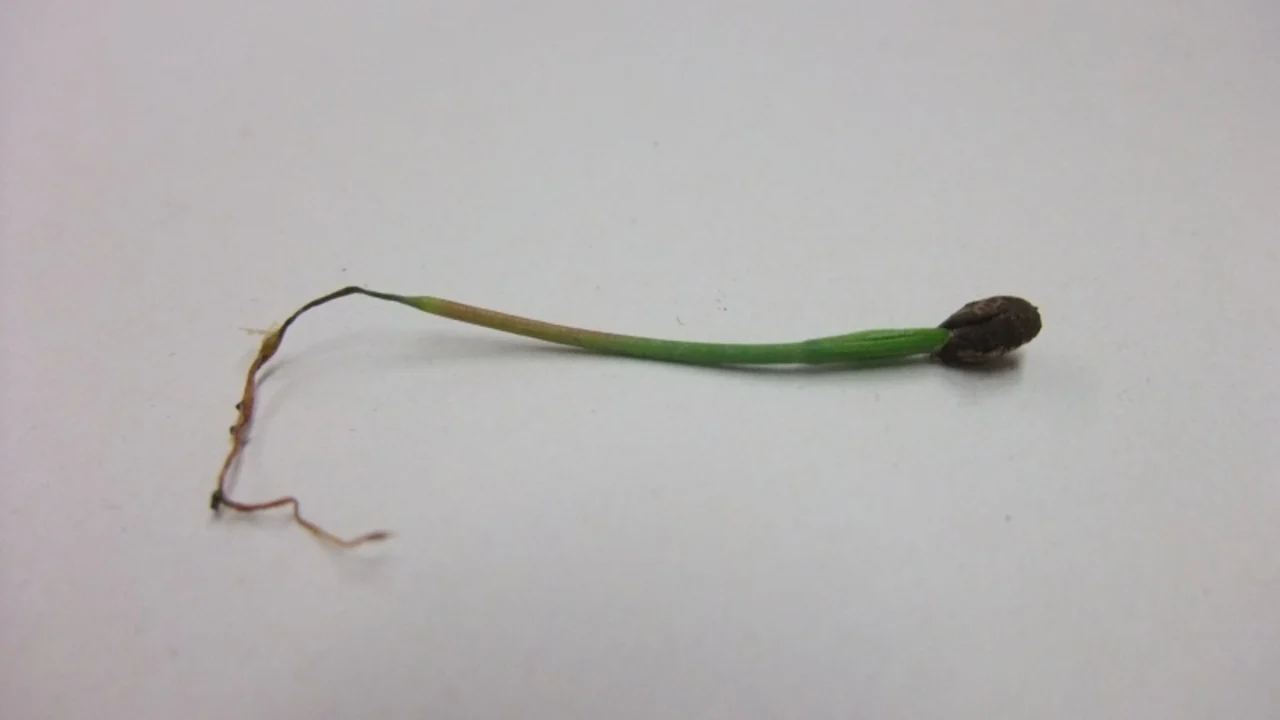 A collapsed pine seedling with a narrowed stem, showing damping-off symptoms.