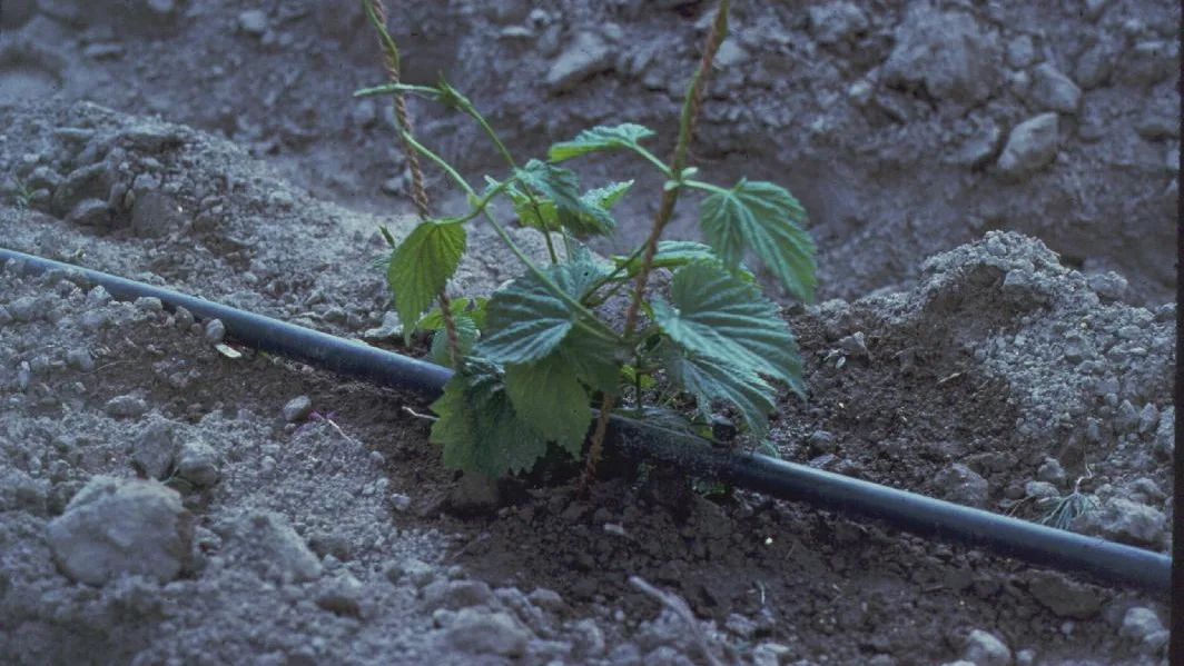 A drip irrigation line delivering water directly beside a young plant.