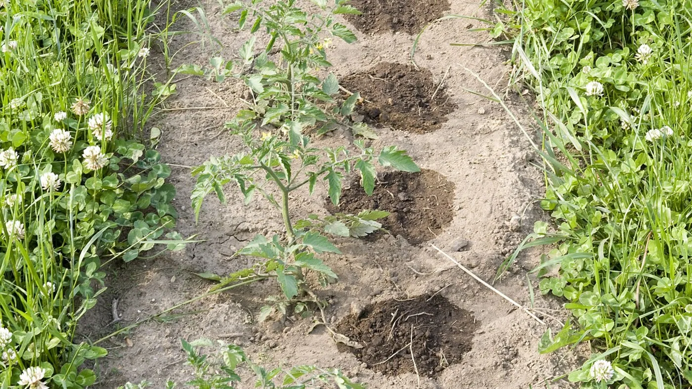 Young tomato plants growing in a long garden bed with damp soil around their bases.