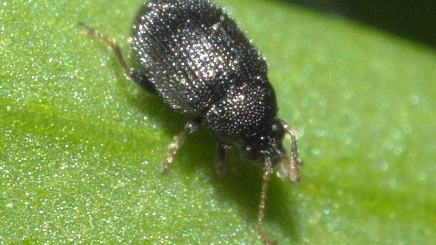 Close view of an eggplant flea beetle, Epitrix fuscula, on a green leaf.