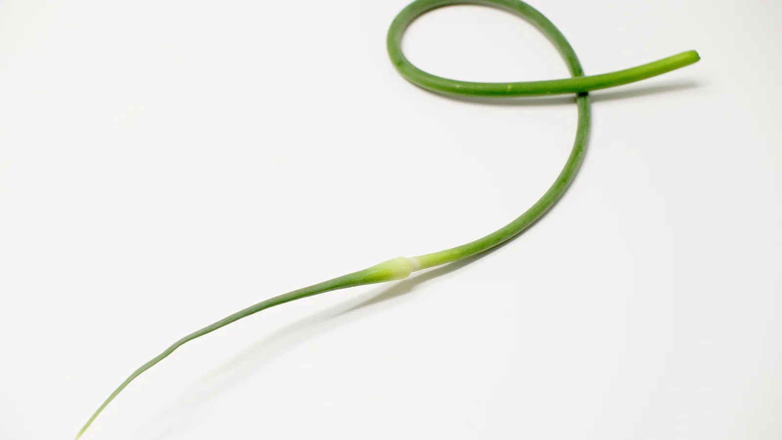 A fresh green garlic scape forming a loose curl.