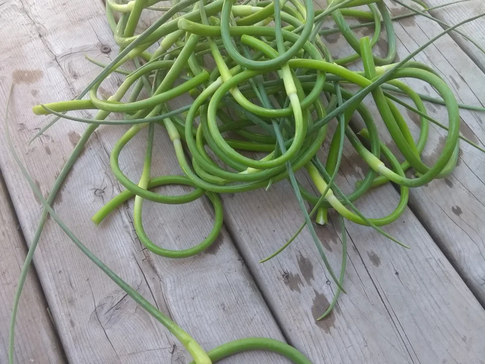 A pile of fresh green garlic scapes on a weathered wooden surface.