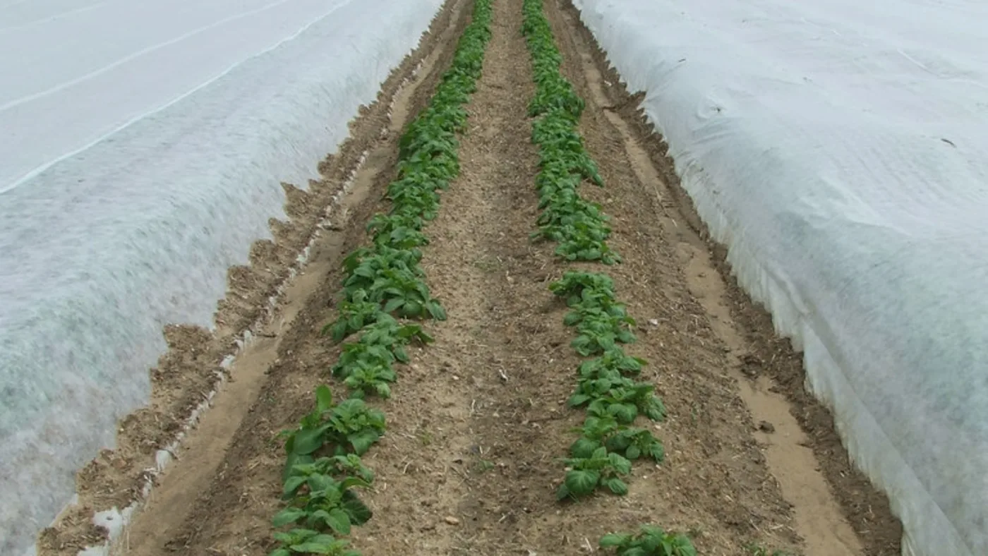 Young crop rows between anchored white floating row covers.