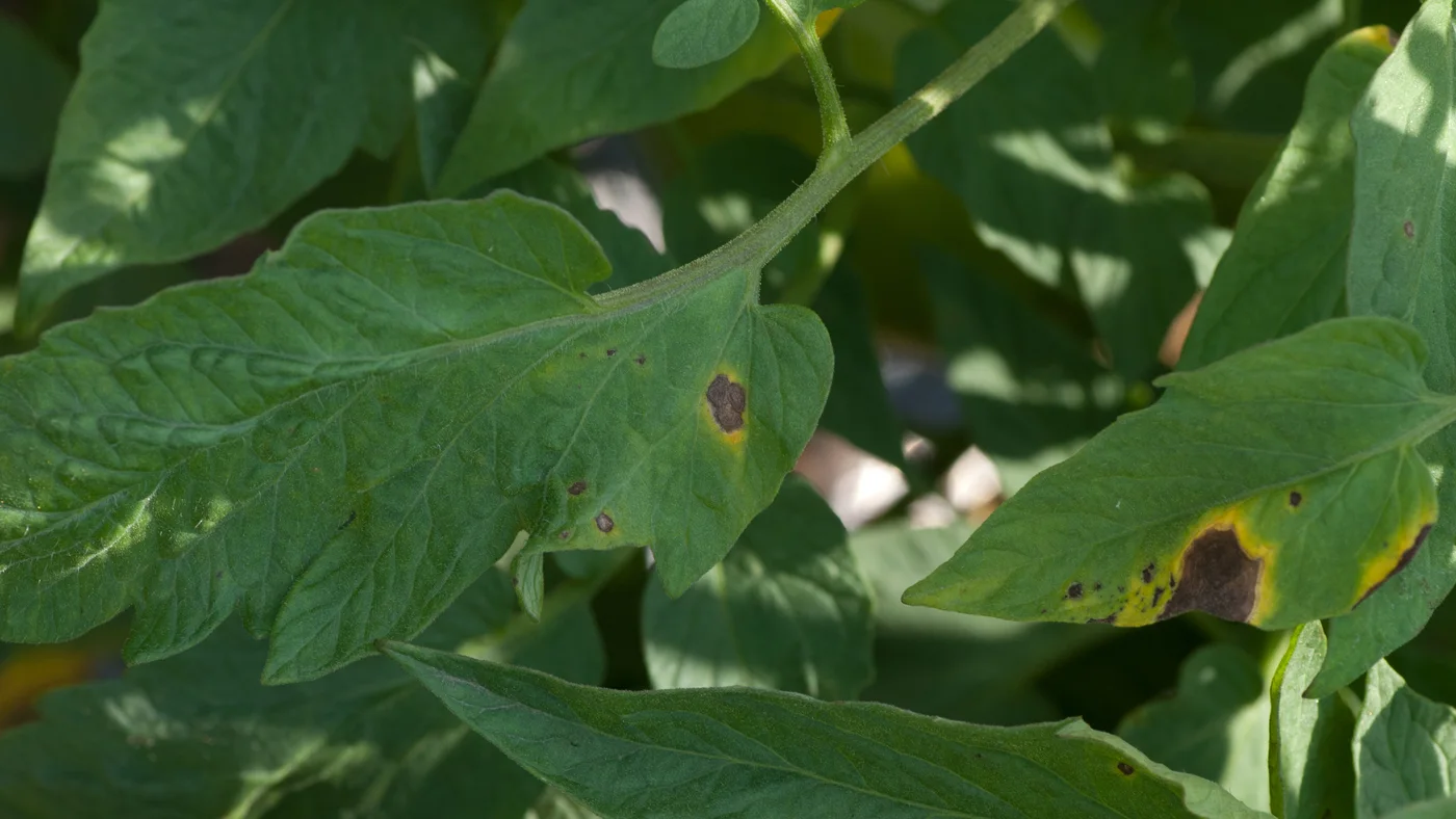 Tomato leaves with several dark brown lesions bordered by yellow tissue.