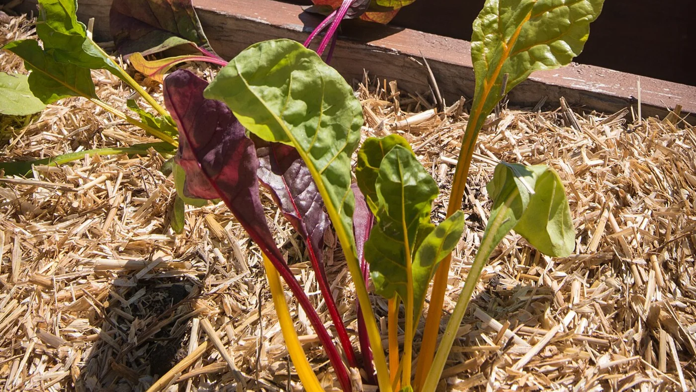 Young chard plants growing in a vegetable bed covered with loose straw mulch.