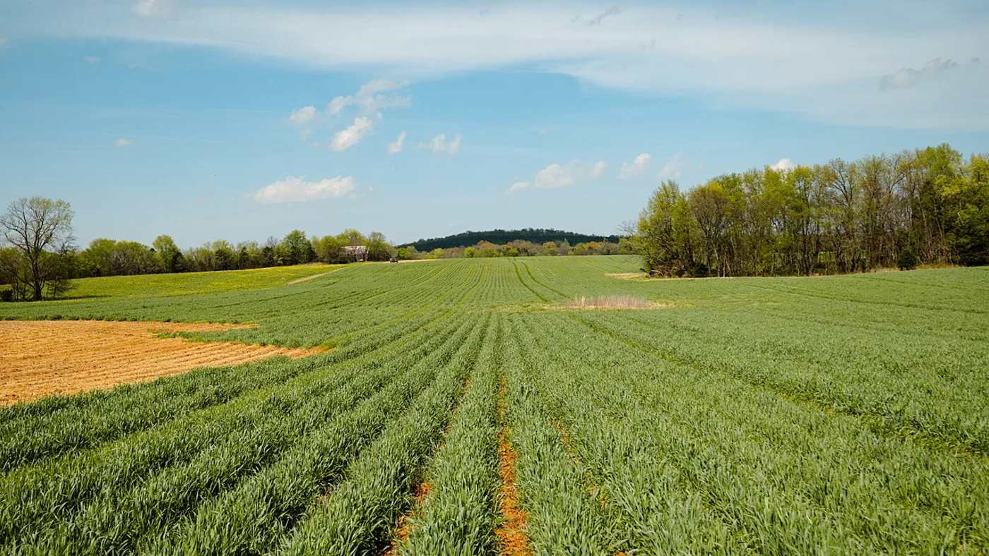 A field of green cereal rye cover crop with strip-tilled planting rows.