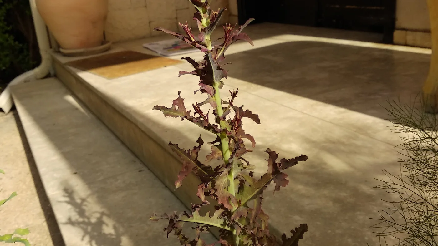 A red leaf lettuce plant growing a tall central stem as it bolts.