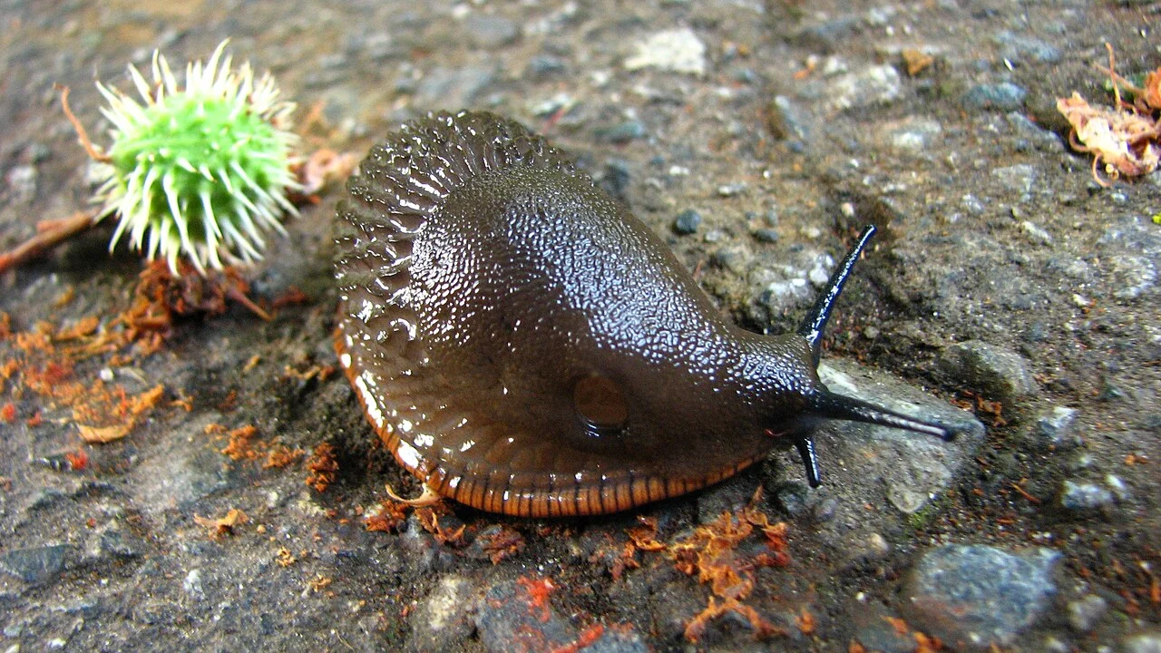 A large dark garden slug moving across a damp stone path.