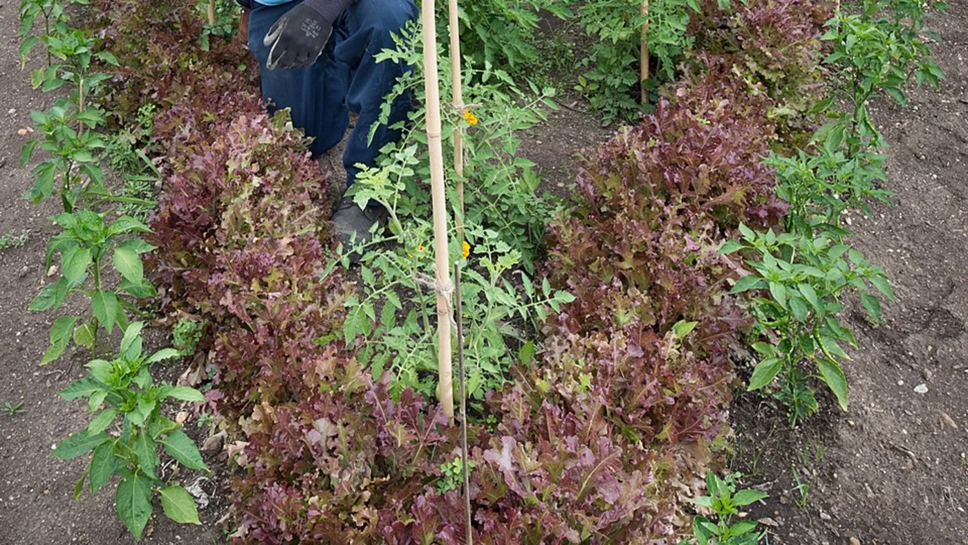 Rows of red-leaf lettuce growing between young tomato plants and bamboo stakes.