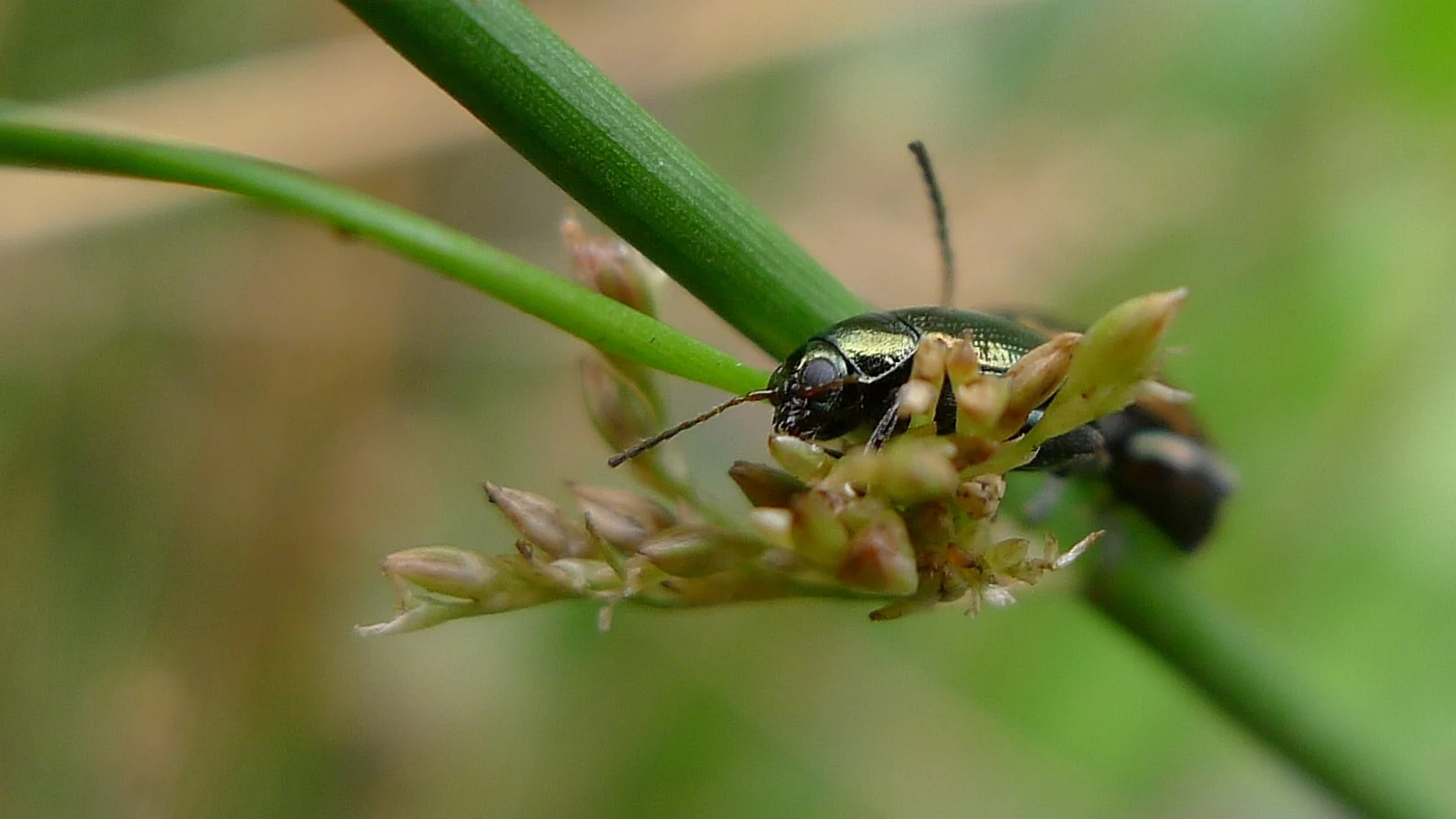 An adult flea beetle resting on a green leaf.