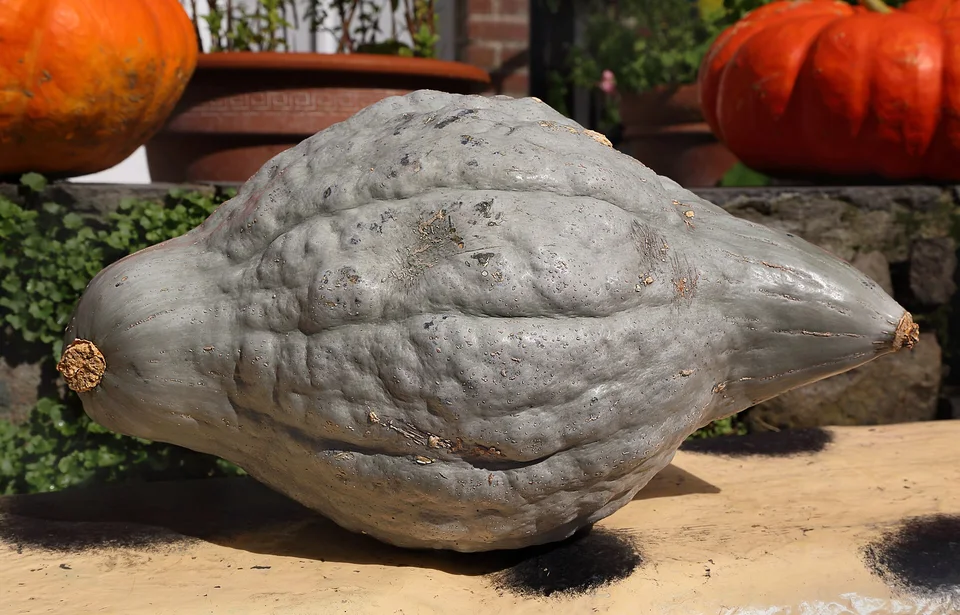 A blue-gray Blue Hubbard winter squash on a wooden surface.
