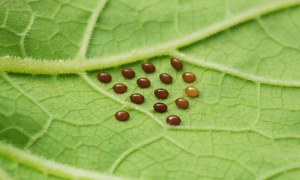 Clusters of bronze squash bug eggs on the underside of a pumpkin leaf.