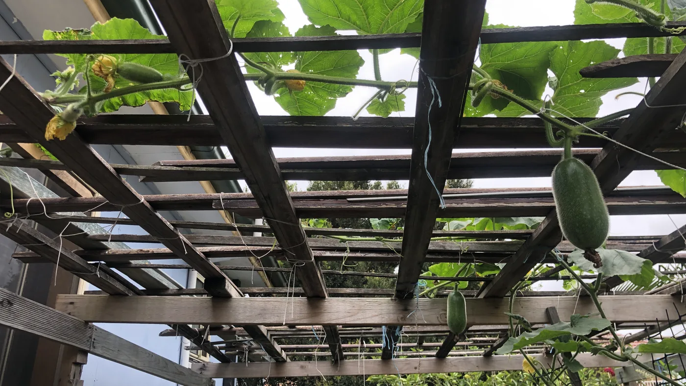 Small winter melons growing beneath a wooden overhead trellis.