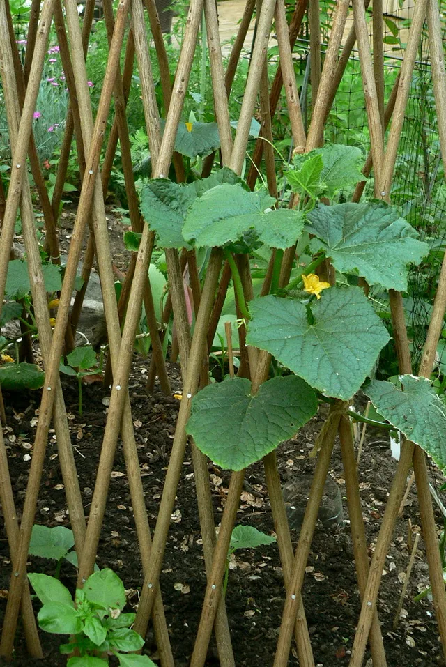 A cucumber vine climbing a tall teepee trellis made from thick wooden poles.