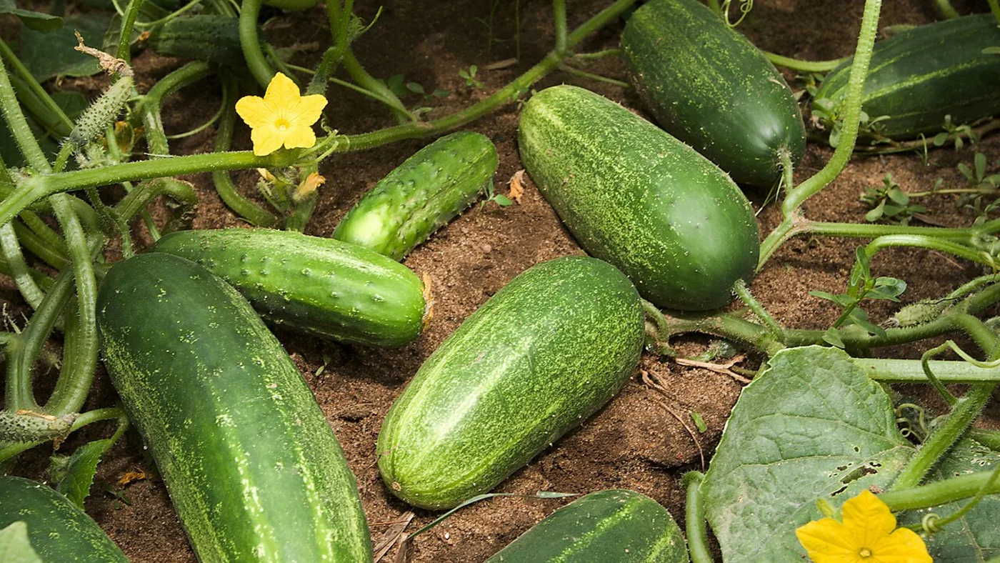 Several mature cucumbers growing beneath leaves and yellow flowers on a vine.